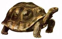 Image result for Megalochlamys