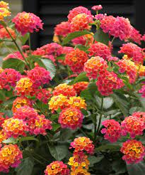 Blooming Continuously From Spring To Fall This Remarkable Patio Tree Creates A Non Stop Display Of Color For Months On End Plants Lantana Camara Patio Trees