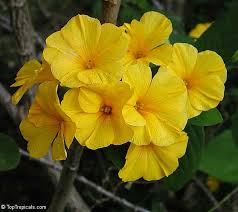 Image result for Reinwardtia indica