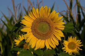 Kostenloses Bild Auf Pixabay Sonnenblume Sommer Sonne Sonnenblumen Pflanzen Und Blumen