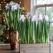 Diy Metallic Paper Paperwhites Lia Griffith Diy Paper Flowers Tutorial Paper Flowers Diy Paper Flower Tutorial