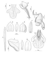 Image result for Polystachya golungensis