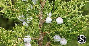 Image result for Juniperus procera