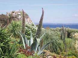 jardin exotique et botanique de roscoff roscoff 29680 finistere bretagne france jardin exotique jardins parc et jardin
