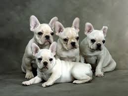 Free French Bulldog Puppies French Bulldog Puppies French Bulldog Puppies Breeders French Bulldog Puppies Bulldog Puppies French Bulldog Breeders