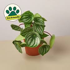 Image result for Peperomia molleri