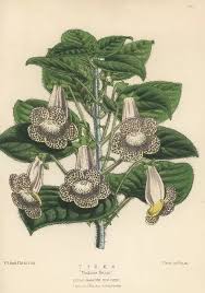 Image result for Kohleria