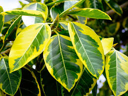 Image result for Ficus