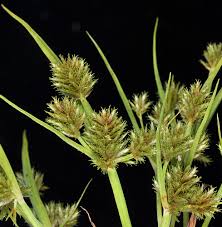 Image result for Cyperus deciduus