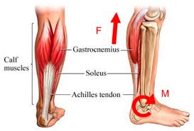 Most are located on the inferior part of the foot. Sensors Free Full Text Design Of A Purely Mechanical Sensor Controller Integrated System For Walking Assistance On An Ankle Foot Exoskeleton Html