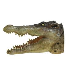Looking for full or half gator body mounts? Crocodile Wall Mount Head Life Size 19 Alligator Reptile Sale The Kings Bay