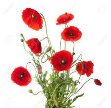 Faites simplement attention à ce que sa terre ne soit jamais humide trop longtemps car le coquelicot craint les attaques d'oïdiums. Bouquet De Coquelicots Rouges Isole Sur Blanc Banque D Images Et Photos Libres De Droits Image 35757675