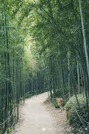 off the beaten path damyang hedgers abroad jeollanam do photo spots korea travel