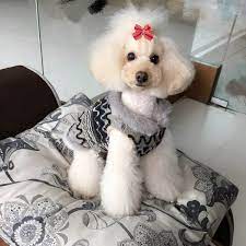 Chictry Pack Of 20 Cute Dog Hair Bows Topknot Small Bowknot With Rubber Bands Puppy Cat Pet Grooming Accessories Random Mix Dog Hair Bows Dog Hair Pet Grooming