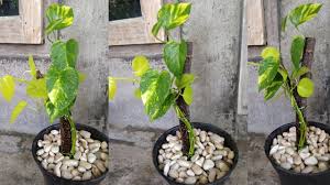 These trellis ideas, including simple structures and elaborate designs, will help shape your patio or garden in style. Amazing Ideas To Grow Money Plant Like A Tree Money Plant Decoration For Indoor Outdoor Youtube