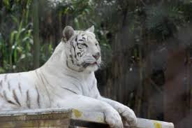 .este año en buin zoo, sorprendiendo a nuestros animales quienes celebrarán durante todo. Animales Del Buin Zoo Toman Helado Para Capear Altas Temperaturas Mascotadictos