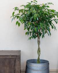 Image result for Ficus benjamina