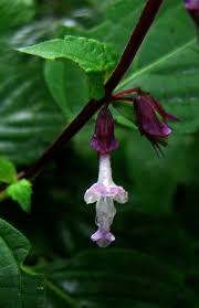 Image result for Orthosiphon thymiflorus