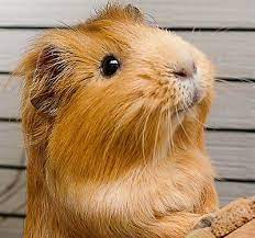 Pin On Guinea Pig
