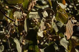 Image result for Croton macrostachyus