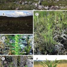 Image result for Syngonanthus longibracteatus