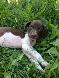 Since a german shorthaired pointer will be miserable without adequate exercise and mental stimulation, one of the main requirements of a potential gsp puppy owner is an active lifestyle. German Shorthaired Pointer Puppies For Sale Osseo Mi 276954