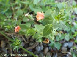 Image result for Anagallis serpens