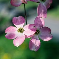 These flowers are closely connected to christianity, so that meaning makes sense. Bare Root Pink Flowering Dogwood Cornus Florida Rubra Monticello Shop