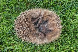 11 Animals That Hibernate That Aren T Bears