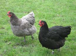 Australorp Tavuklarinin En Onemli Avantajlarindan Biri Yumurta Verimlerinin Devamliligini 5 Yil Gibi Uzun Zaman Dilimine Tasiyabilmesi Tavuk Hayvanlar Yumurta