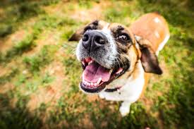 Early detection and treatment of disease as your pet ages; An Update On Veterinary Care In The Age Of Coronavirus