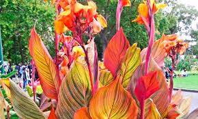 Pre Order Tropical Variegated Canna Phaison Plant Bulbs 3 Pack Bulb Flowers Plants Tropical Plants