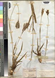 Image result for Alloteropsis