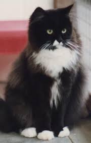 Black And White Long Haired Cat He Looks Just Like My Buddy From The Shelter He Was The Sweetest Cat I Ever Met Too Bad I Mi Purebred Cats Cats Tabby Kitten