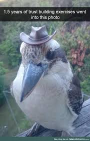 Looking Dapper My Dear Kookaburra Funsubstance Funny Animals Animal Memes Cute Funny Animals