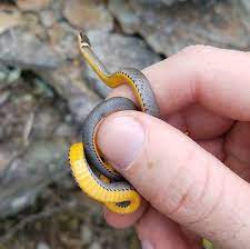 Pin On Animals