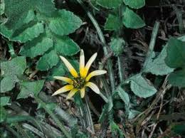 Image result for Arctotheca