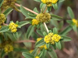 Image result for Flaveria trinervia