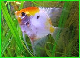 Cara Merawat Ikan Hias Angelfish Air Tawar Daftarhewan Com Di 2020 Habitat Ikan Air Tawar