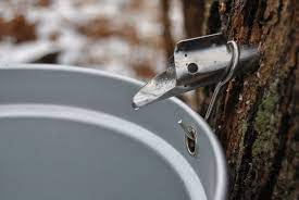 How To Make Maple Syrup Fun For The Whole Family Acadian Maple Products