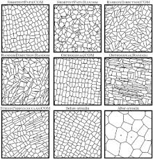 Caisson labs is an ideal partner for orders of any size. A Modeling Study On How Cell Division Affects Properties Of Epithelial Tissues Under Isotropic Growth