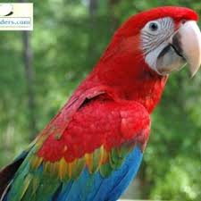 Maybe you would like to learn more about one of these? Scarlet Macaws For Sale