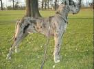English Daniff Dog Breed Information and Pictures