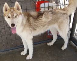 Why Is My Dog Losing Hair And What Should I Do About It Dog Losing Hair Dog Hair Loss Dog Skin Problems Hair Loss