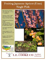 Japanese flowering apricot tree for sale. Ume Apricots