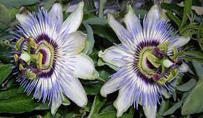 Passiflora Spp Passion Flower Entheology Com Passion Flower Plants Poisonous Plants