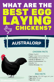 Check spelling or type a new query. The Ten Best Egg Laying Chicken Breeds Egg Laying Chickens Laying Chickens Laying Chickens Breeds