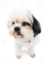 + viele menschen wissen nicht, dass der ein oder andere hund gechippt ist. Kleine Hunde Haltung Verben Sind Suss Und Sind Ihre Zunge Herausstrecken Wie Ein Hund Rasse Shih Tzu Weiss Und Verwenden Sie Einen Weissen Hintergrund Lizenzfreie Fotos Bilder Und Stock Fotografie Image 88999714