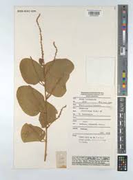 Image result for Polhillides