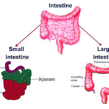 The intestine is a muscular tube which extends from the lower end of your stomach to your anus, the lower opening of the digestive tract. The Intestine Is Divided Into The Small And Large Intestine The Small Download Scientific Diagram